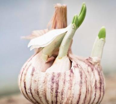 大蒜怎么保存不发芽?有经验的人这样做,大蒜一年不发芽,实用