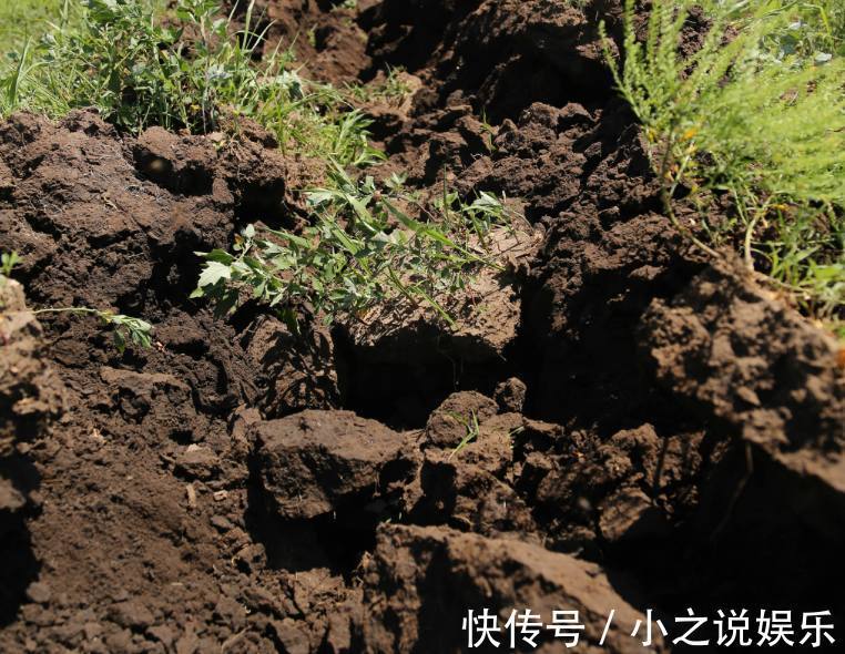 南酸北碱|不是什么土都能养花！30年老花农这样配土，网友发现细节有猫腻