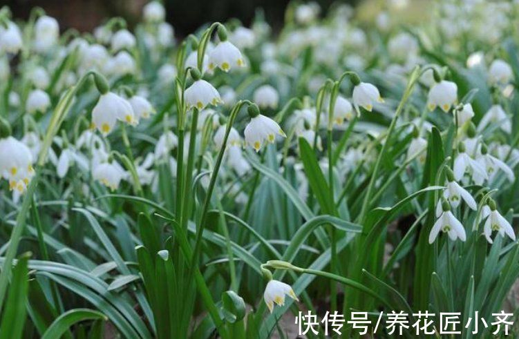 5种“球根花”,开花漂亮可盆栽,有花园必须种,能耐零下低温