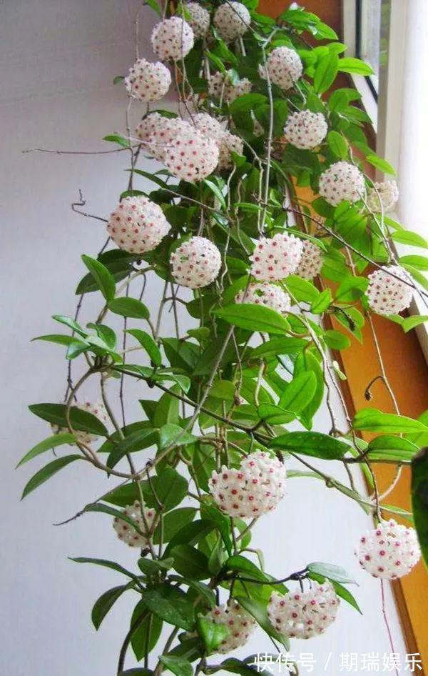 比绿萝还耐阴的花,养1盆能爬上房顶,开花比香水还香!