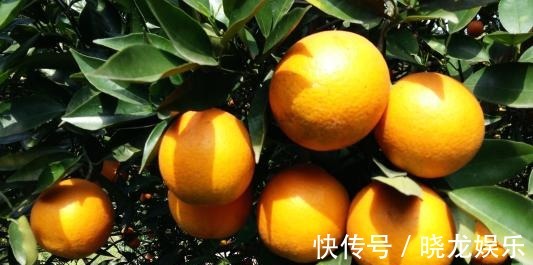 柑橘|女性养生,多吃的食物,排出湿气,健胃消食,预防子宫早衰