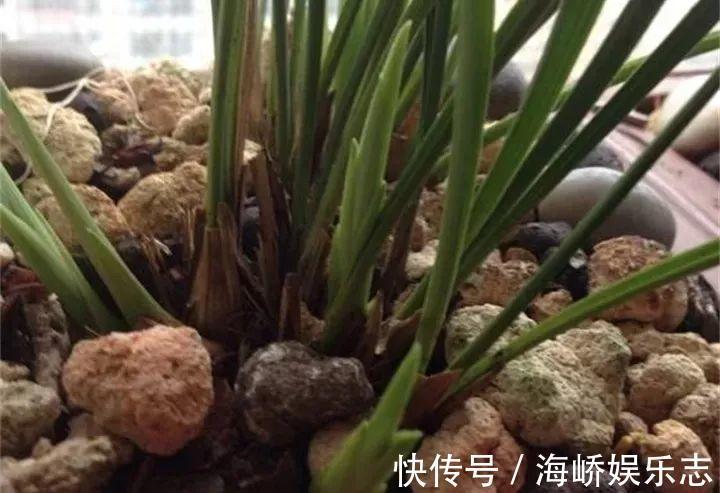 柳枝|它是天然“生根剂”，给花浇一点，根系壮猛发芽！