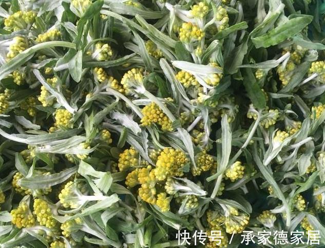 老家|被打绝迹的野菜，在农村老家剩下的一点，看看你还认识吗？