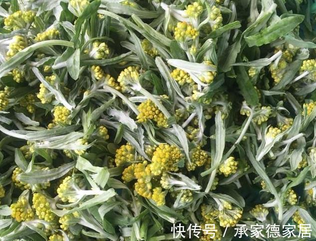 老家|被打绝迹的野菜,在农村老家剩下的一点,看看你还认识吗?