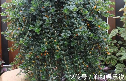 小技巧|它比金边吊兰漂亮,1个修剪小技巧,长势快,开花不断,花繁叶茂