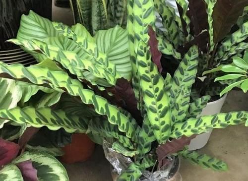  友好|啤酒养花：具体的该怎么用？多久用一次对植物才“友好”？