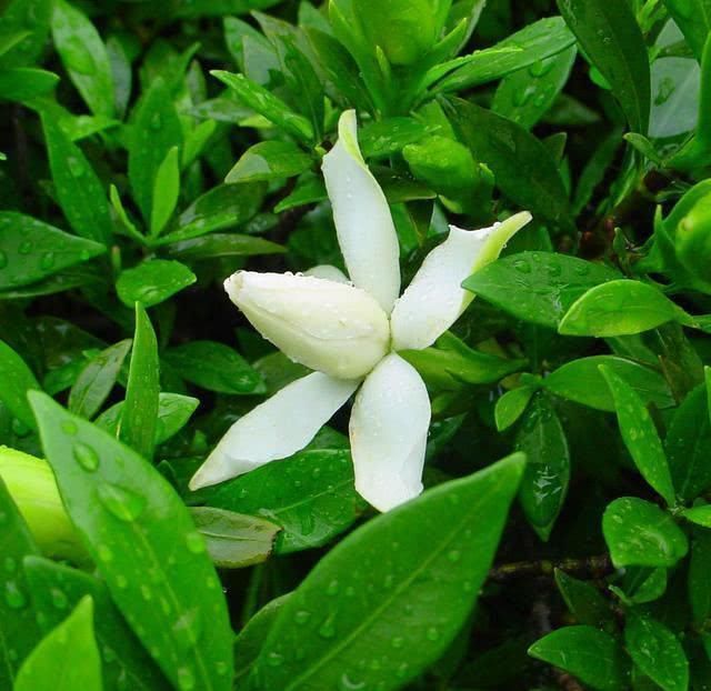 刚买回家的栀子花,先观察观察,别急着换盆换土容易伤根