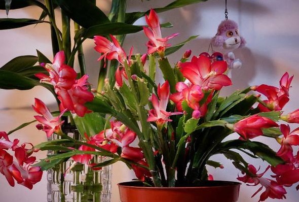 此款植物最耐寒,适合秋冬养殖,花艳易爆盆,开花一簇一簇,超美