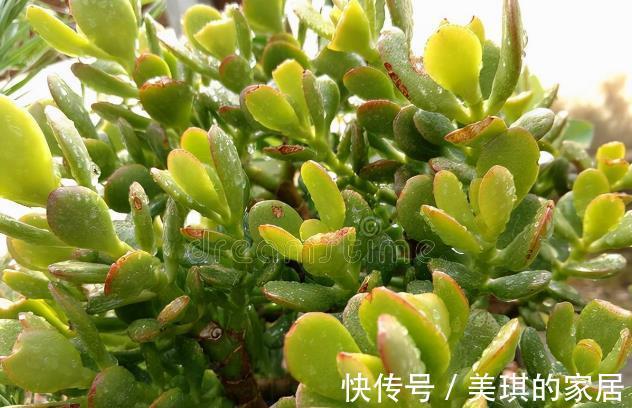 花友|想让玉树开“琼花”,秋天就要努力了,错过时机要等一年