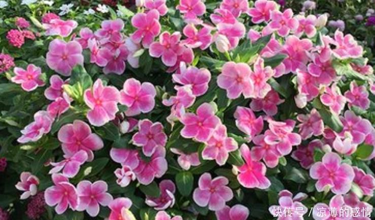 4种花养了就爆盆,好养易活开花漂亮,天天有花赏