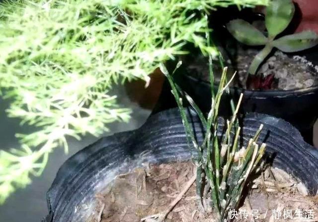花根|给花喝点救命水,一夜冒芽绿油油,黄叶烂根全没了