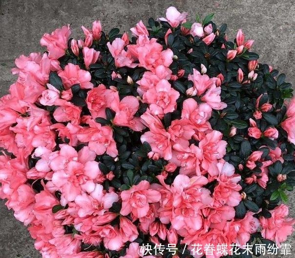 养殖杜鹃花该怎么浇水掌握5个要点,枝叶长得旺、盆栽易开花
