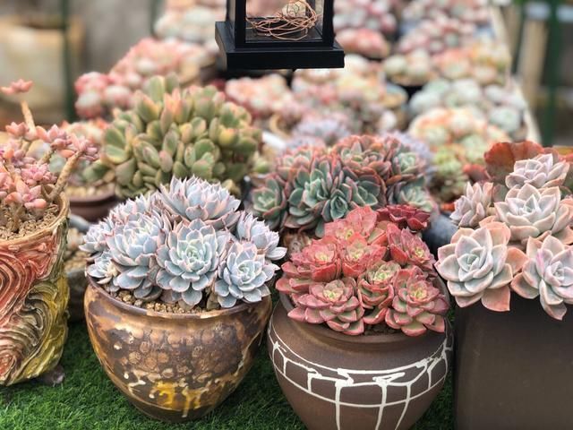 多肉养徒了现在赶紧剪1剪,秋天变成“小胖墩”