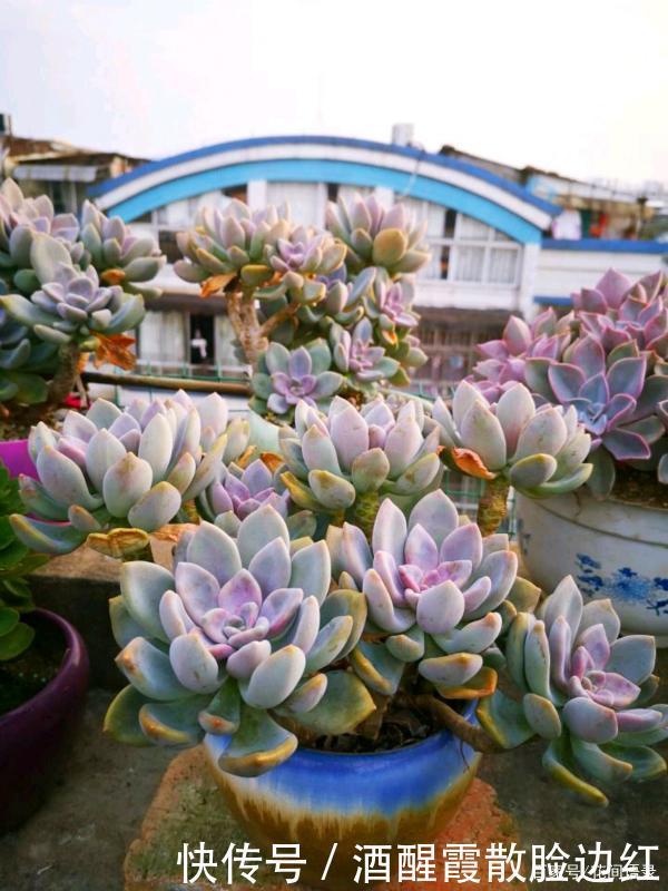 被人嫌弃的多肉“冬美人”，把它当宝一样养，长成了高攀不起的样