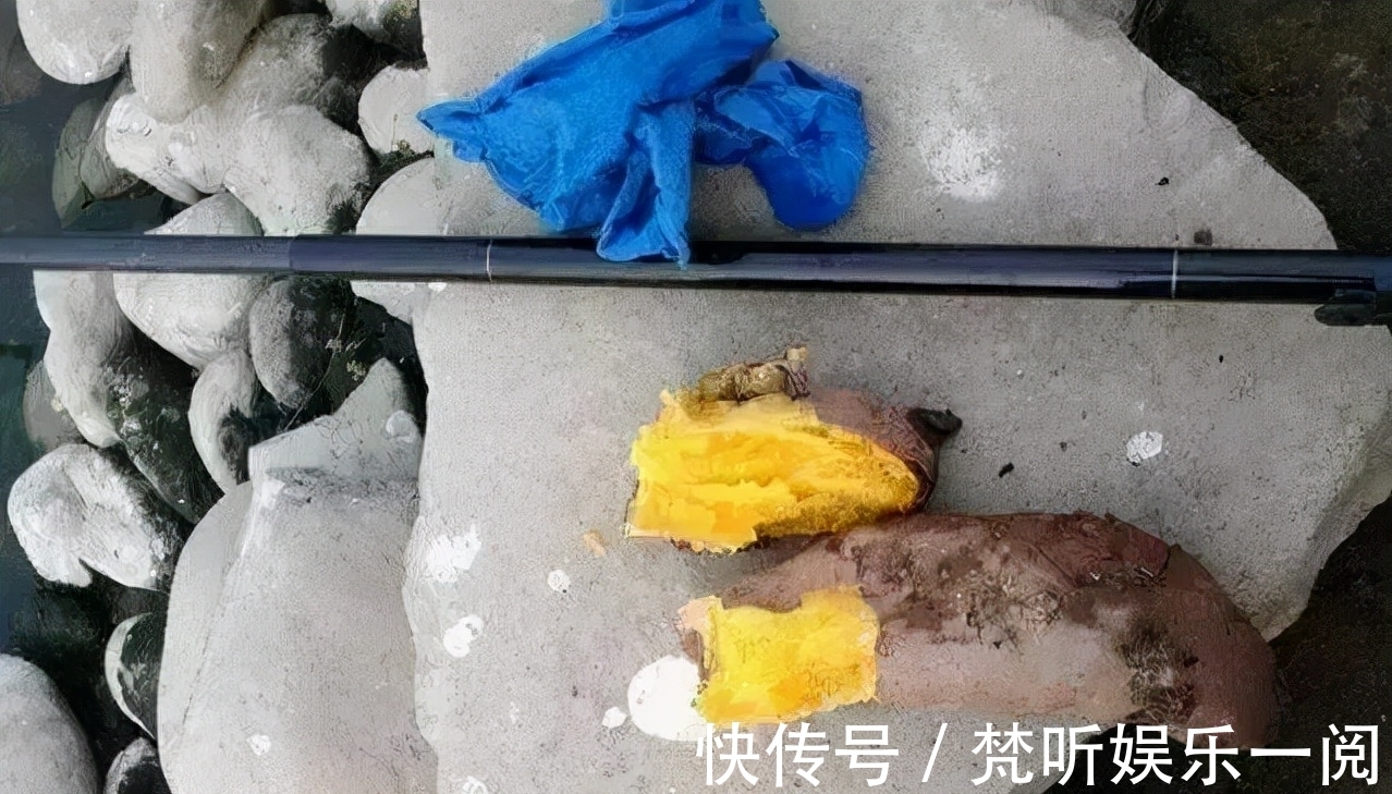 红虫|野生鲤鱼的最爱，不是玉米粒，也不是麦粒，而是这三种饵料