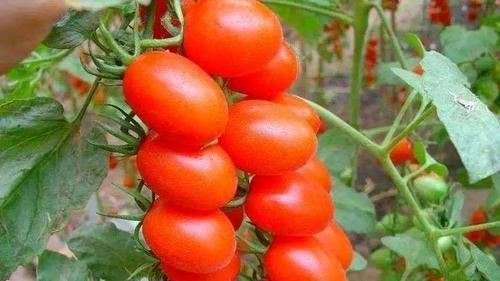 氧自由基|想长寿最好多吃3种食物，美容养颜，延缓衰老，早吃早健康！