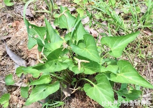 男女想长寿，坚持吃几种食物，助消化，抗衰老，润肠道，谁吃谁好