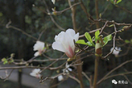 玉兰花正值花季，香溢满园|清丽高雅| 花季