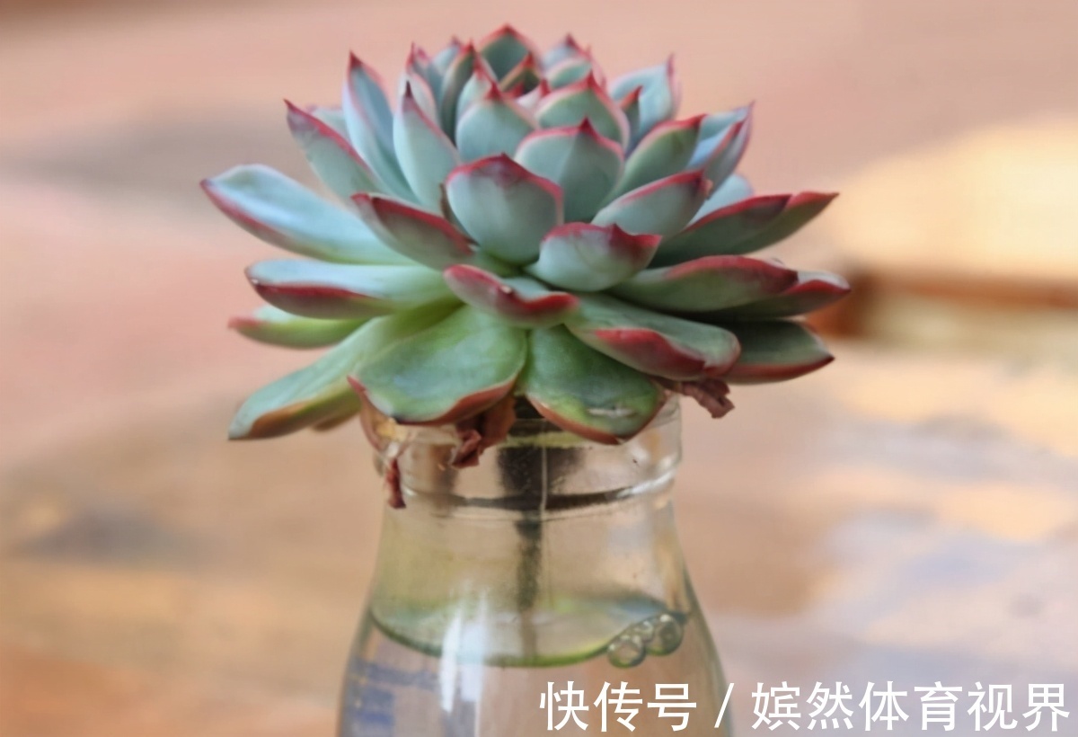 扦插讨喜的多肉，事前事后这么操作，成活率高很多