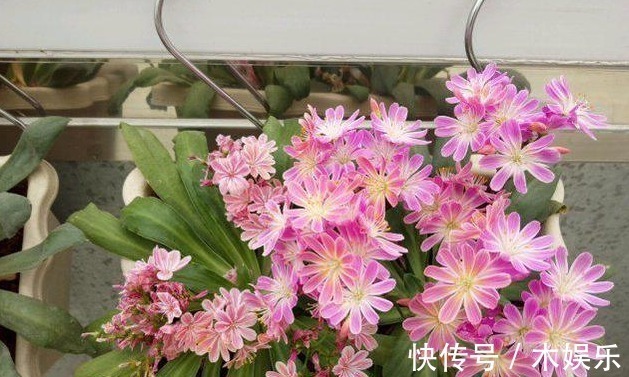给长寿花喝一碗神仙水，一到花期猛窜花蕾，养1盆爆1盆！