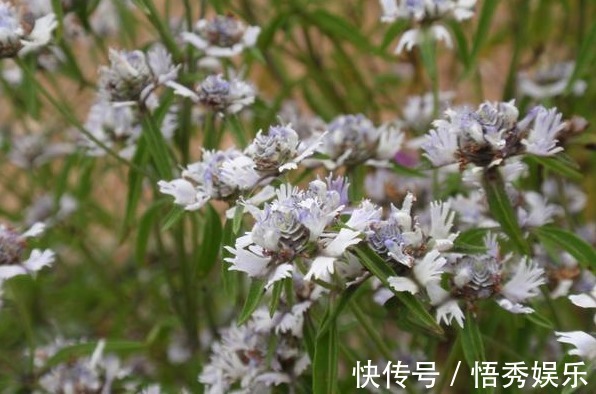 植物|野外遇到这种植物不要放过,因为植物的根部能结出钻石