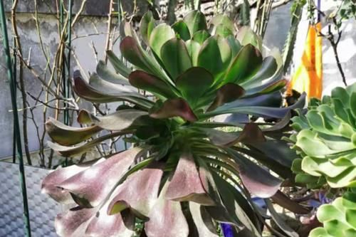 多肉植物虽然一般不用打顶，但有时候巧用打顶会有意想不到的效果