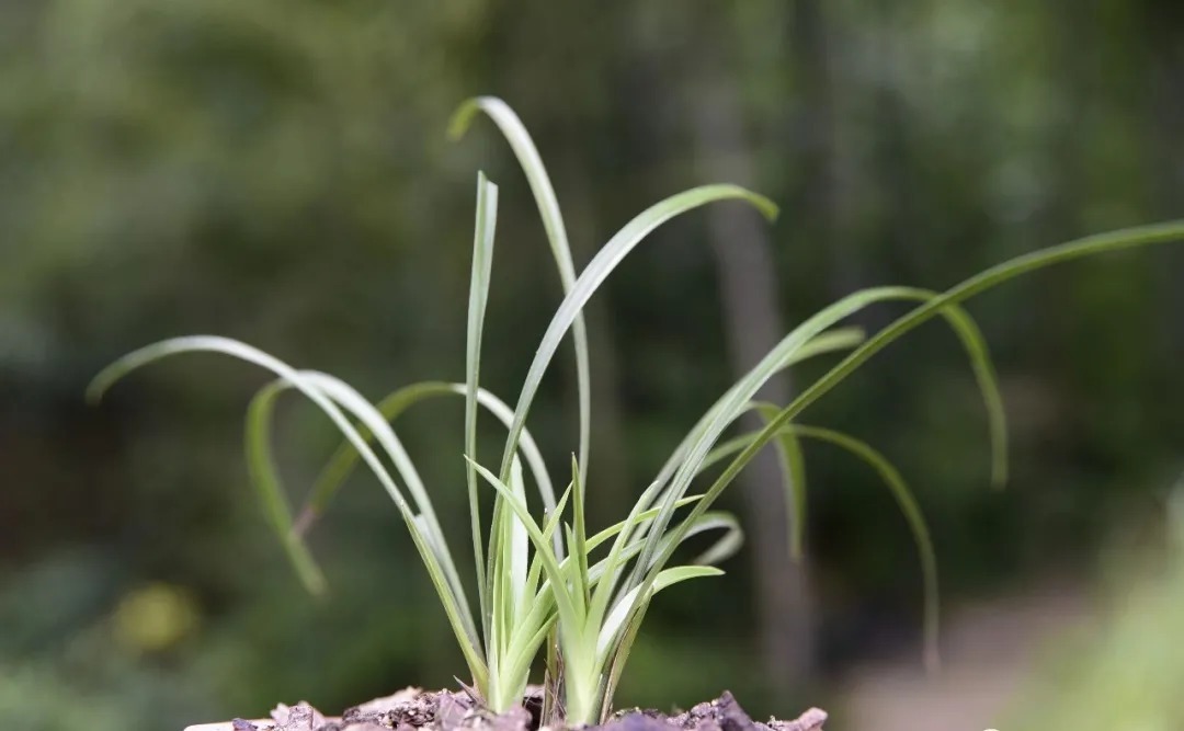 技巧|夏天养兰花,传染病是如何传播的?掌握几个技巧,避免兰花患病害
