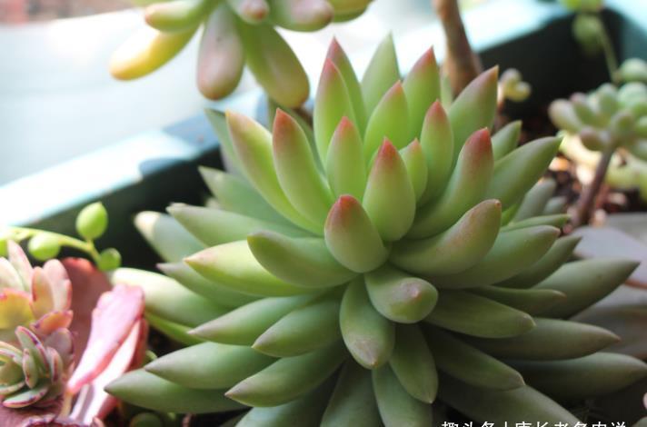 叶片|多肉千佛手放哪里养？不同季节摆放在不同的位置，这样才能养好它