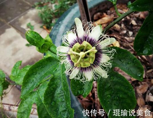 花盆|4种“果核”不要扔，埋土里，5天之后“惊喜”不断，观叶又收果！