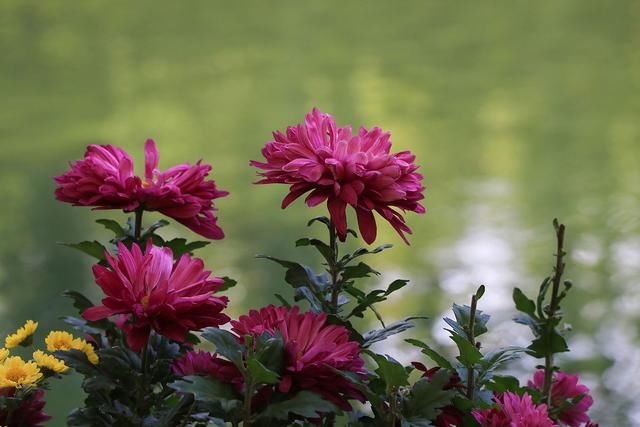 满庭芳$歌咏菊花诗词29首:天生一种金黄色，到底难称富贵花