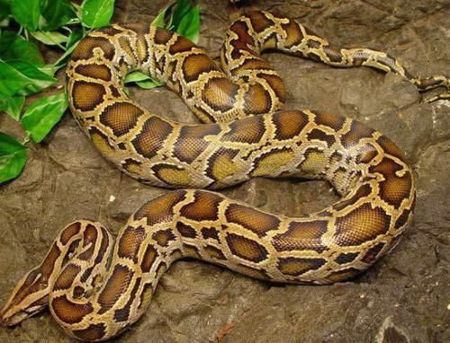 世界十大蟒蛇 狂蟒之灾中的巨蛇都只能排第二 第一是谁 快资讯