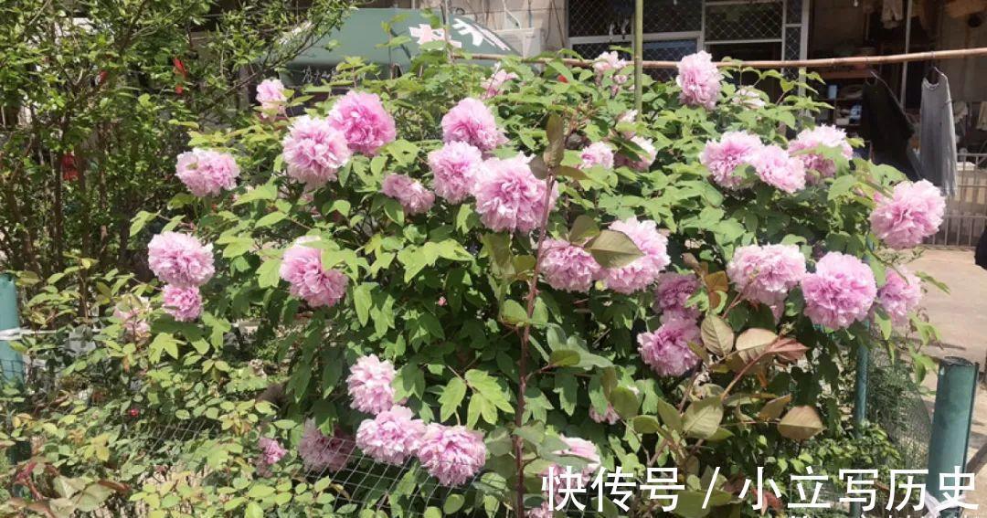 缺德商贩，把“绿化草”包装成“进口花”来卖，上当的人真不少