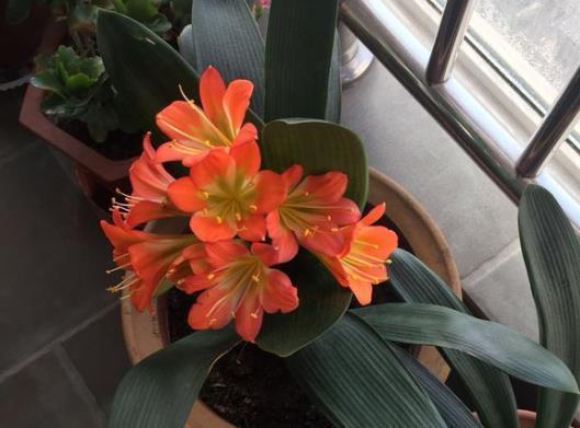 君子兰不开花此2种“废料”丢盆里，花苞不断冒，开花100天