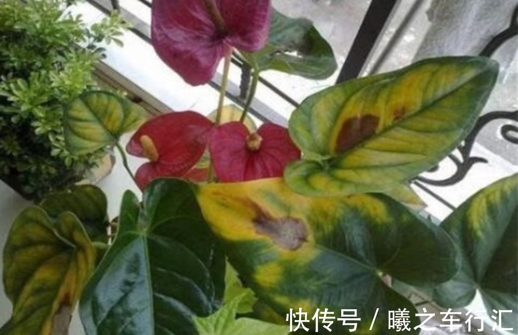 天气越来越热，6种花很怕晒太阳，赶紧给它们遮阴