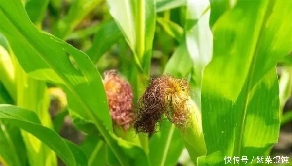 蒲公英,被称为“药草皇后”,请记住“6功效、7搭配、8禁忌”