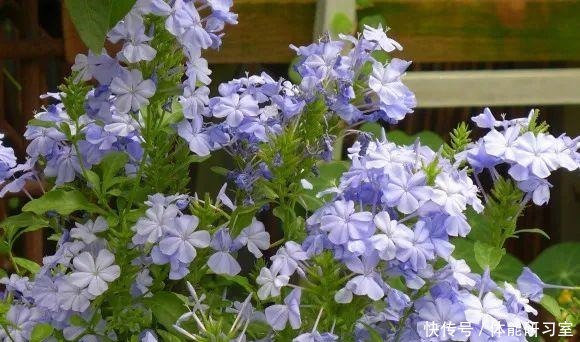 秋天的院子,养点喜欢的花,乐得自在!