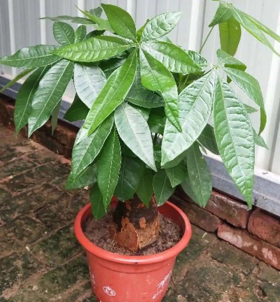 黄叶|给花浇水掺点白醋,植物根比萝卜还粗,健壮不黄叶