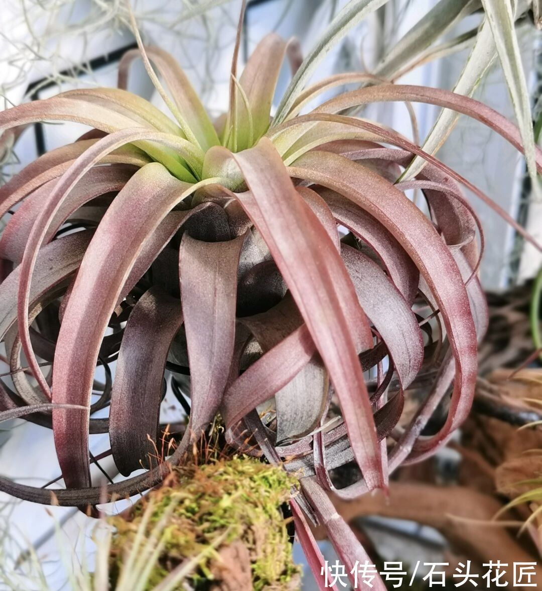 此花最“皮实”，不用土、不用水就能生长，1养就是十几年