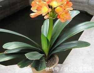 有光泽|养君子兰盆里垫块它花箭抽得快一年2次花简单好用