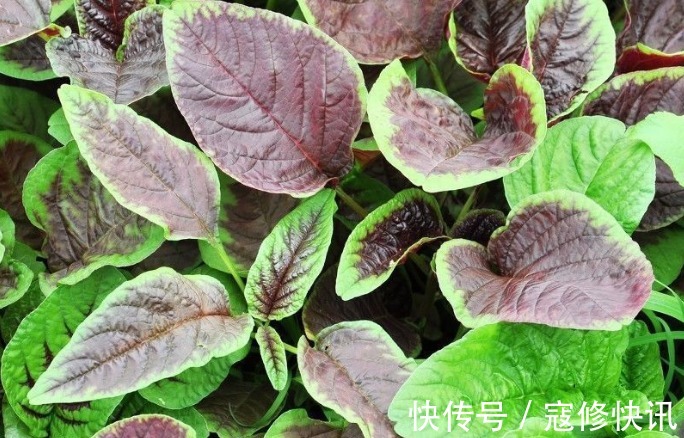 清热解毒|乡村常见的4种野草,还是清热解毒、利尿消肿的好帮手,值得一看