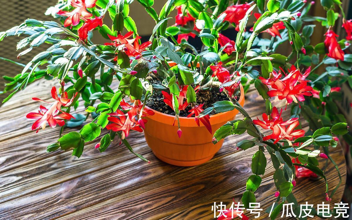 蟹爪兰养不好,这篇养护方法一看就会,建议收藏