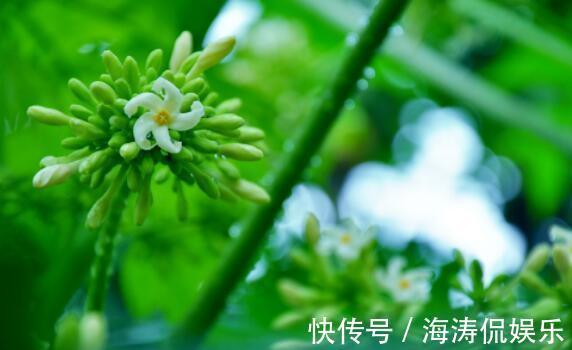 香桃木|喜欢菊花，不如养盆慈育万物，似冉冉骄阳，亮丽多姿