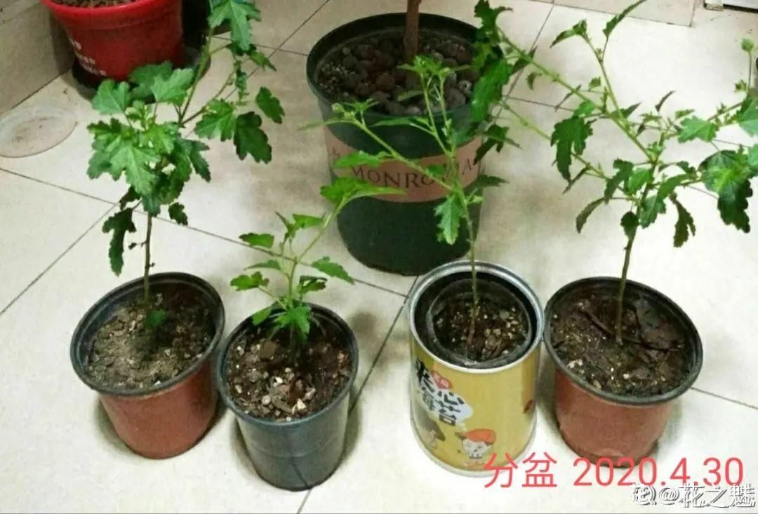 棒棒糖|从养花大神家，偷来3个爆花技巧，快学，24小时后删