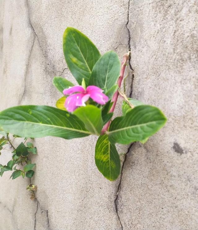 朱顶红|真正的花坚强,墙缝、地缝都能长,开花特别旺!