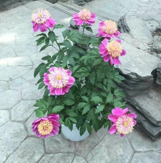 高手养牡丹,却能盆盆养得又大又美,原来是掌握了“4个套路”