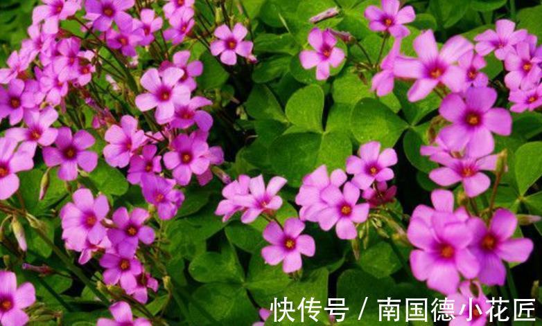 羽衣甘蓝|5种漂亮花,皮实好养又耐寒,现在养一盆正当时,冬天开出小花园
