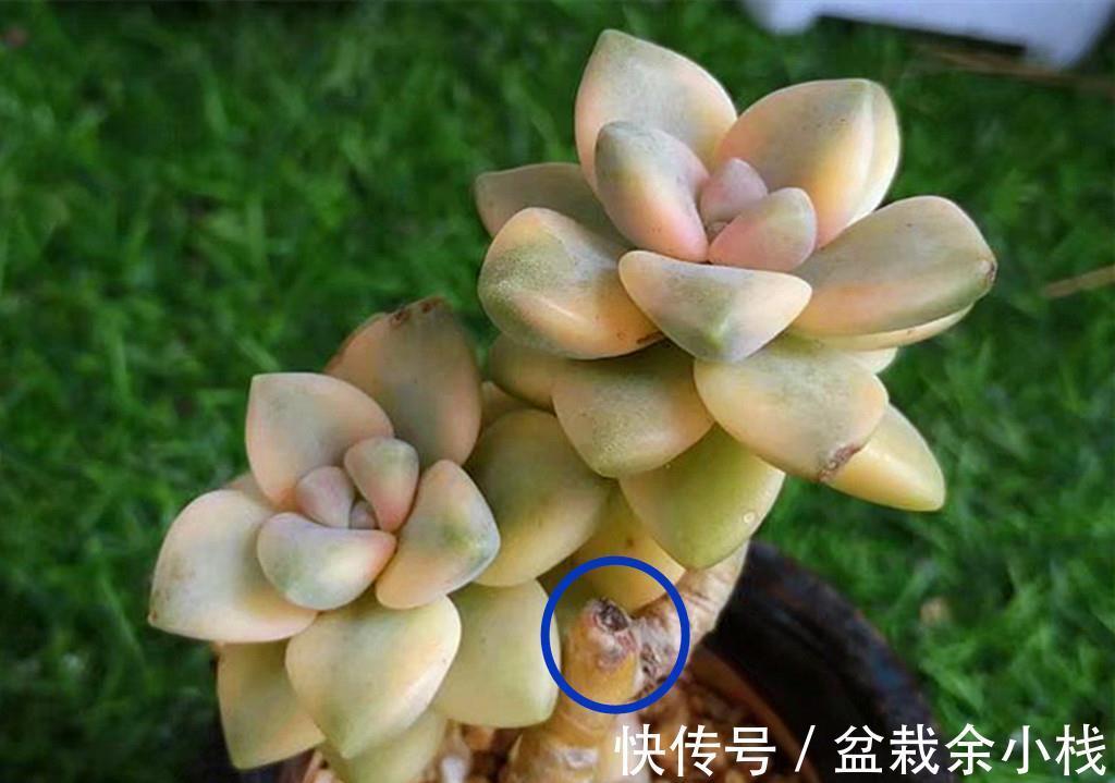 新手|还是多肉新手时，做了很多古怪的事情，拿出来给肉友们当反面教材