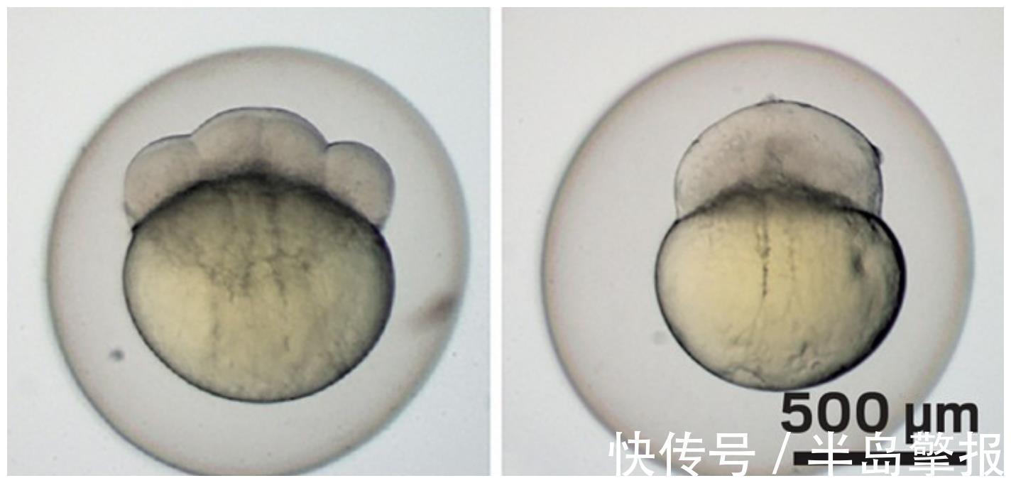食蚊鱼|菩萨鱼在广西多到“泛滥”,如今非洲鲫鱼搅局,内卷有多厉害?