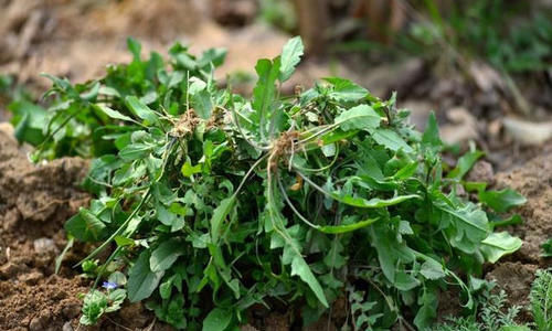 降脂|女性过了40岁,学会吃4种食物,排毒抗衰,降压降脂,养护血管