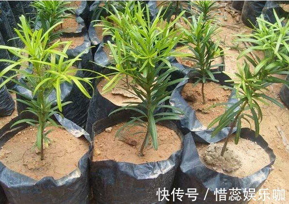 保湿|家有罗汉松，代代出富翁，这种松太贵不用买，剪个枝一插就活